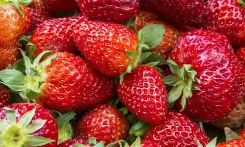 Maximización de la Cosecha de Fresas: Estrategias de Manejo Primaveral para un Rendimiento Óptimo
