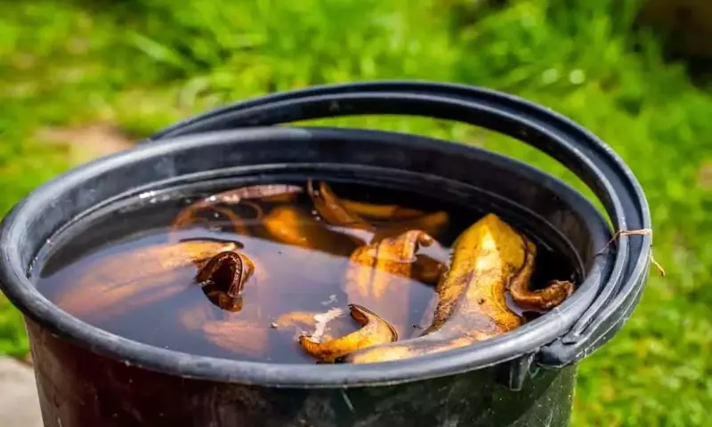 Cáscaras de Plátano Potencian el Crecimiento de Cultivos