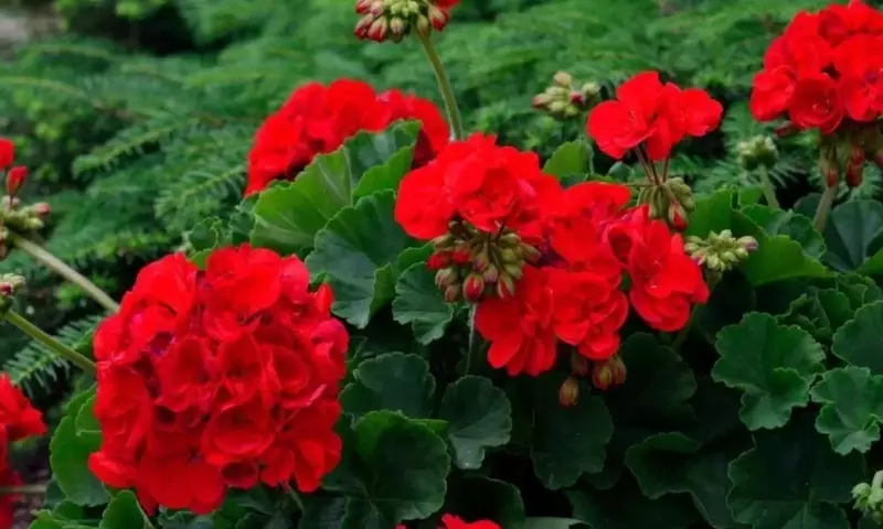 El Método Secreto de la Abuela para un Jardín de Geranios Exuberantes
