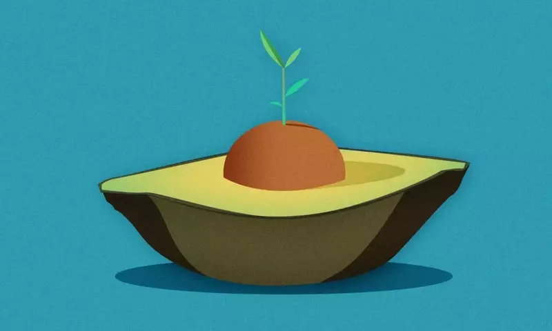 De la cocina al huerto: Guía esencial para cultivar un aguacate en casa sin fallar en el intento