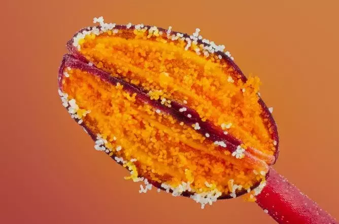 El Vital Rol del Polen en la Naturaleza y la Agricultura