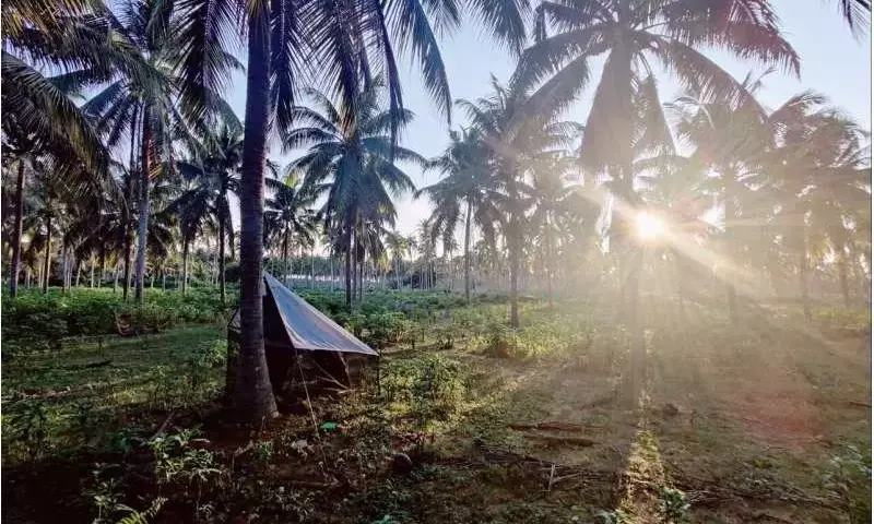 Menos es más: La revolución sostenible en el cultivo de coco