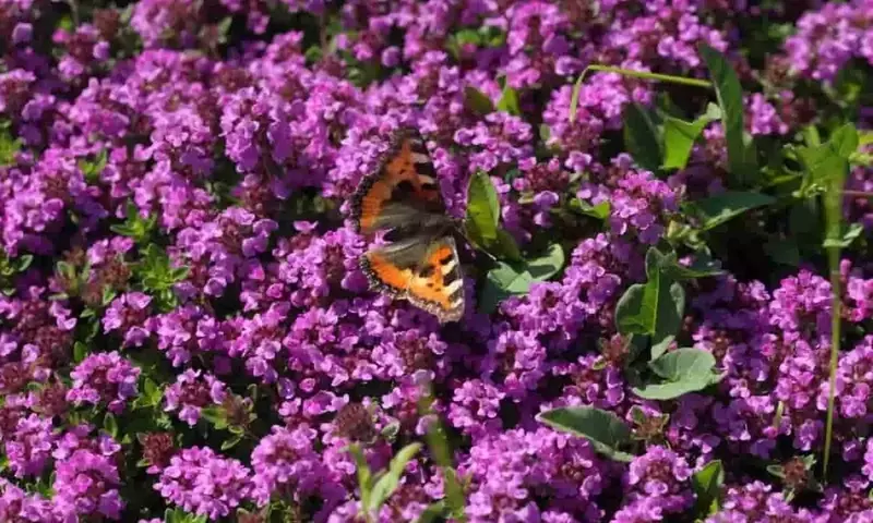 La cobertura del suelo con plantas: una técnica natural para reducir la maleza en el jardín
