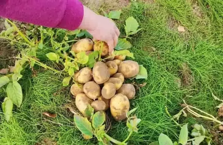 Evitando Errores Críticos para una Cosecha de Patatas Exitosa