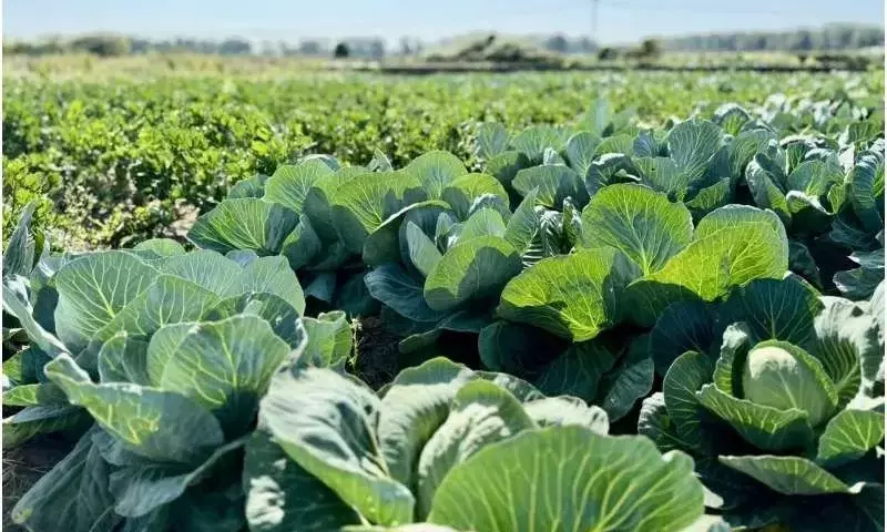 Innovación Agrícola: Estabilización de Rendimientos Hortícolas Mediante Labranza en Franjas y Acolchado de Centeno