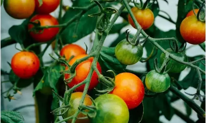 Descubrimiento de Hongos de Suelo Ofrece Estrategias Novedosas para Potenciar Cultivos de Tomate