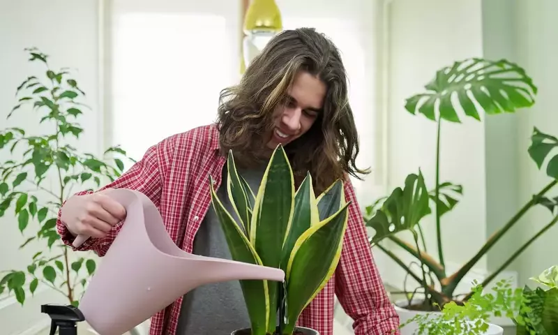 Guía Completa para Revivir Plantas Afectadas por el Sol y Prevenir Daños Futuros
