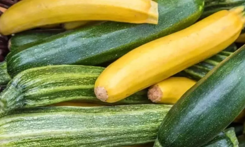 Cosecha Abundante: Guía Completa para el Cultivo de Calabacín Durante el Verano