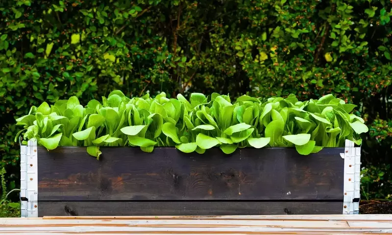 Guía Definitiva para el Cultivo de Pak Choi en Macetas: Nutrición, Cuidado y Cosecha