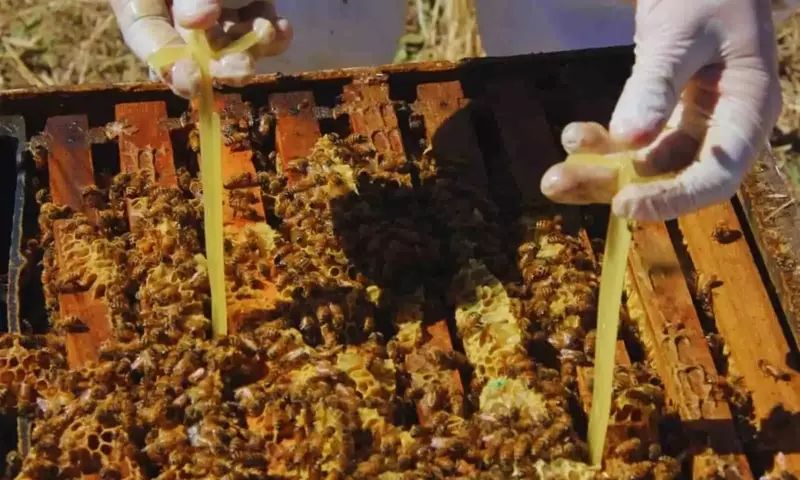 La Importancia Fundamental del Otoño en la Apicultura: Claves para Colmenas Fuertes