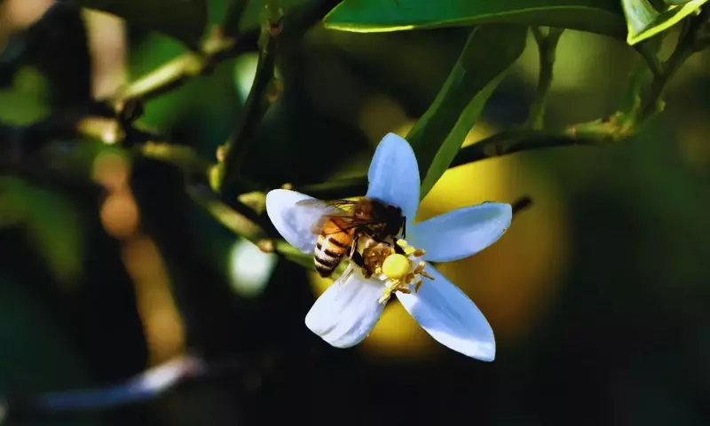 Polinizaci&oacute;n del Aguacate: El Creciente Impacto de los Insectos Silvestres en Chile