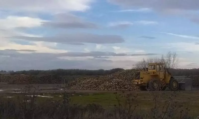 Crisis de la Remolacha Azucarera en Castilla y León: La Cercospora y la Amenaza de Univoq
