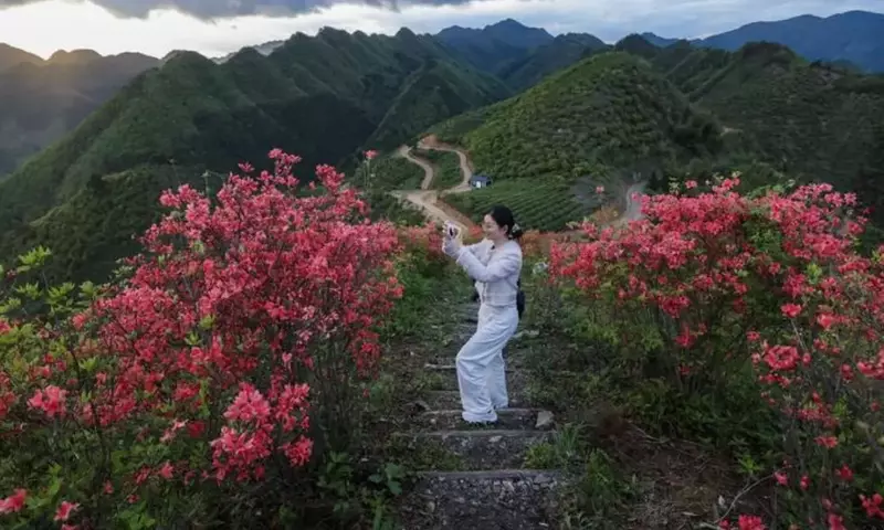 El Esplendor de las Azaleas: Desde los Paisajes Asiáticos hasta los Jardines Europeos
