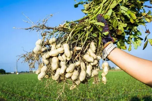 Avance Revolucionario: Genomas Completos de Maní Descifrados sin Brechas