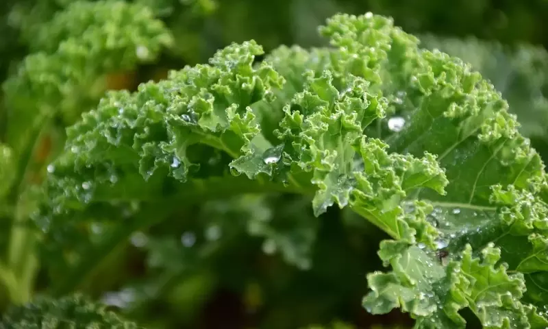 Cultivo de Kale en Casa: Una Guía Completa para el Superalimento de Moda