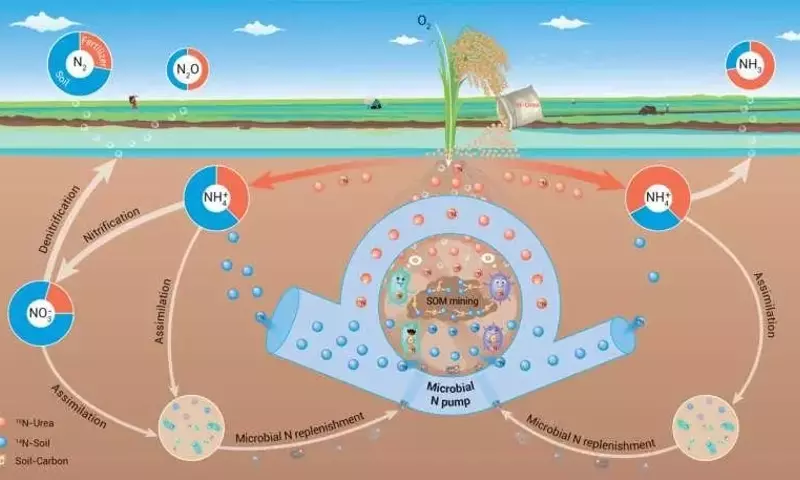 El Nitrógeno del Suelo: La Clave Oculta para la Eficiencia de los Fertilizantes en el Cultivo de Arroz