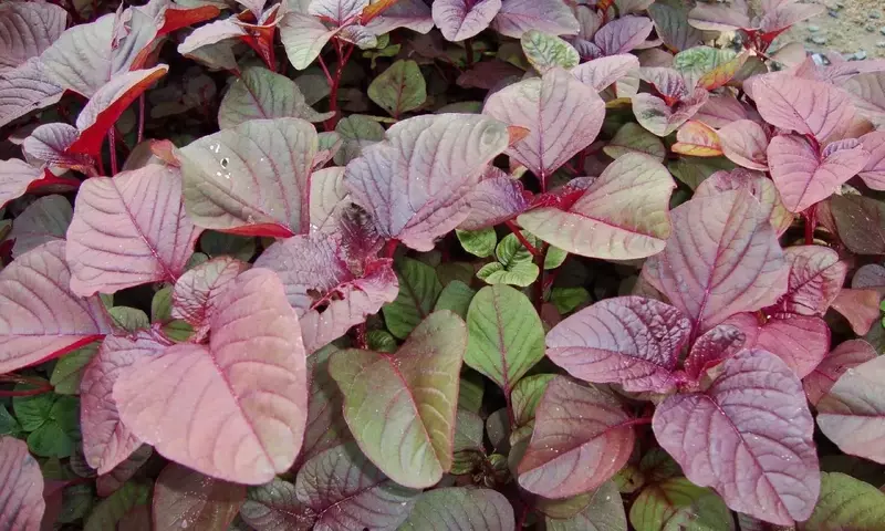 Amaranto: el resurgimiento de una joya ancestral en el jardín moderno