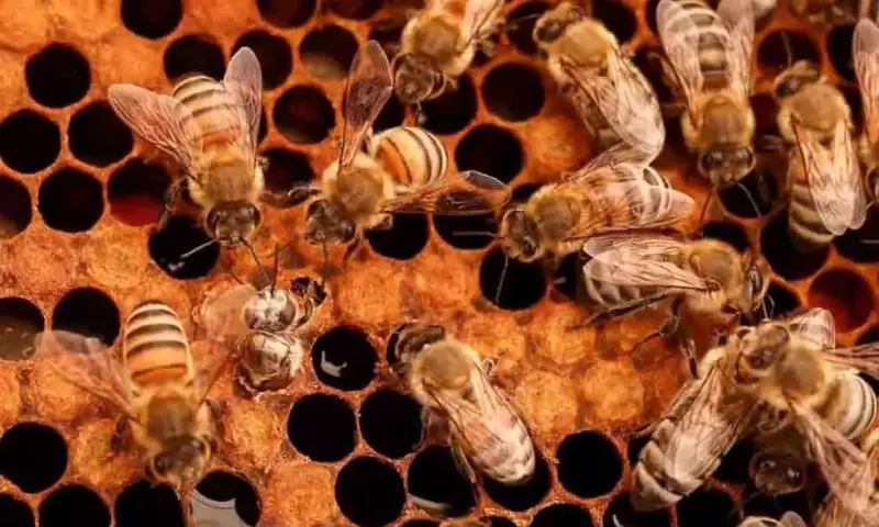 El otoño: Crucial para la apicultura y el futuro de la producción de miel