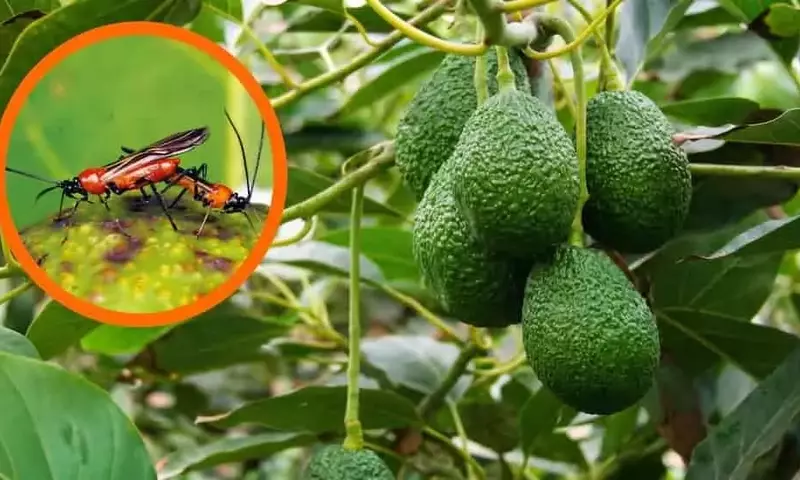Detectan Nueva Plaga en Cultivos de Palta de la Amazonía Peruana