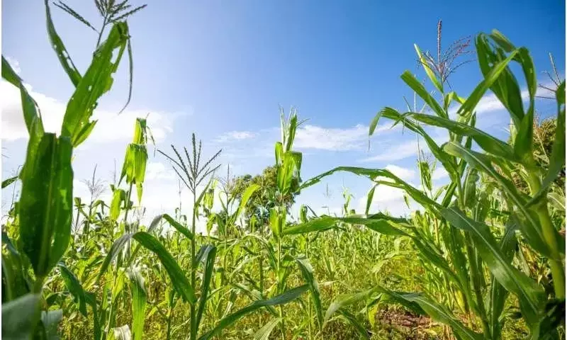 Arroz con Proteína Mejorada: Clave Contra el Hambre Oculta y para la Sostenibilidad