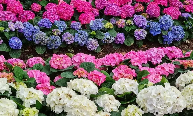 Hortensias: El Regalo Floral Ideal para Embellecer Cualquier Jardín