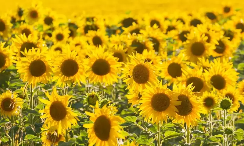 Guía Definitiva para el Cultivo Exitoso de Girasoles de Tamaño Colosal