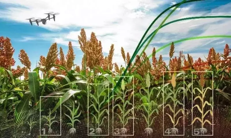 Drones revolucionan la genética del sorgo al detectar genes de altura en tiempo real