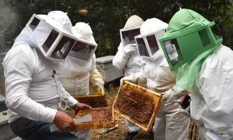 Polinizadores en Riesgo: Amenaza Crítica para la Biodiversidad y Agricultura Mexicana