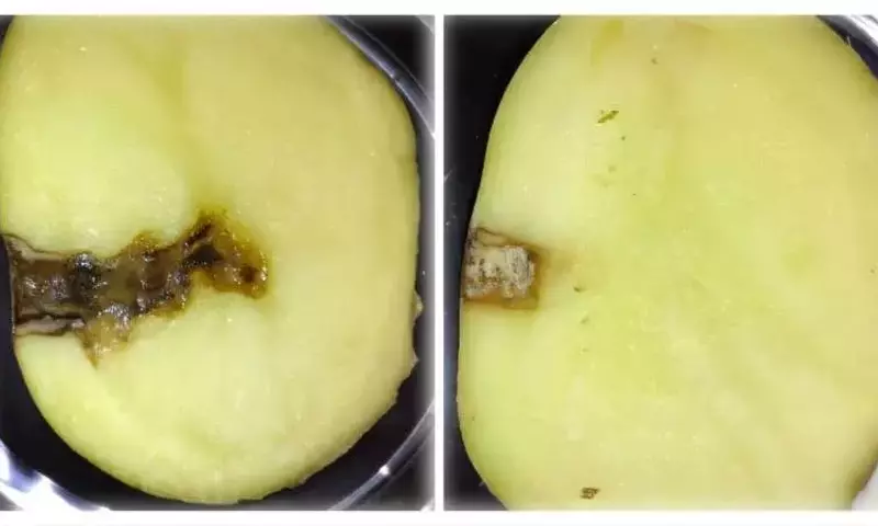 Innovador péptido sueco CS5 contra el tizón tardío de la papa y el tomate