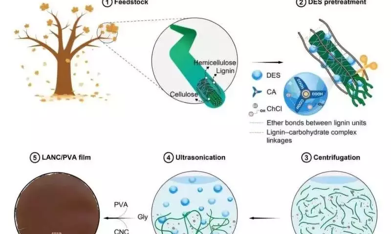 Transformación de Hojas Caídas en Acolchado Agrícola Biodegradable