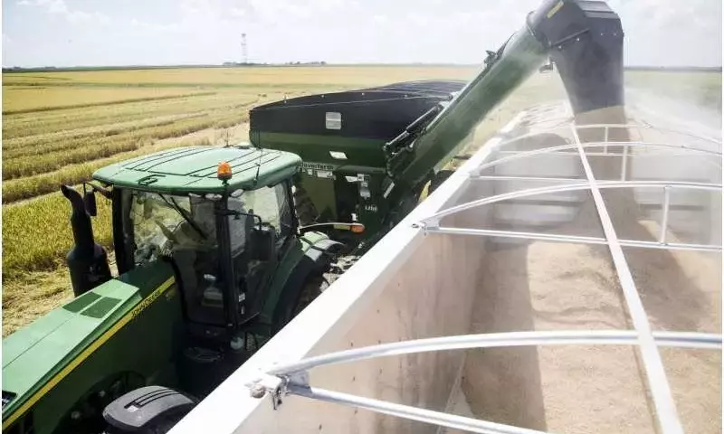 Mejora de la calidad molinera del arroz: Un imperativo económico y agronómico