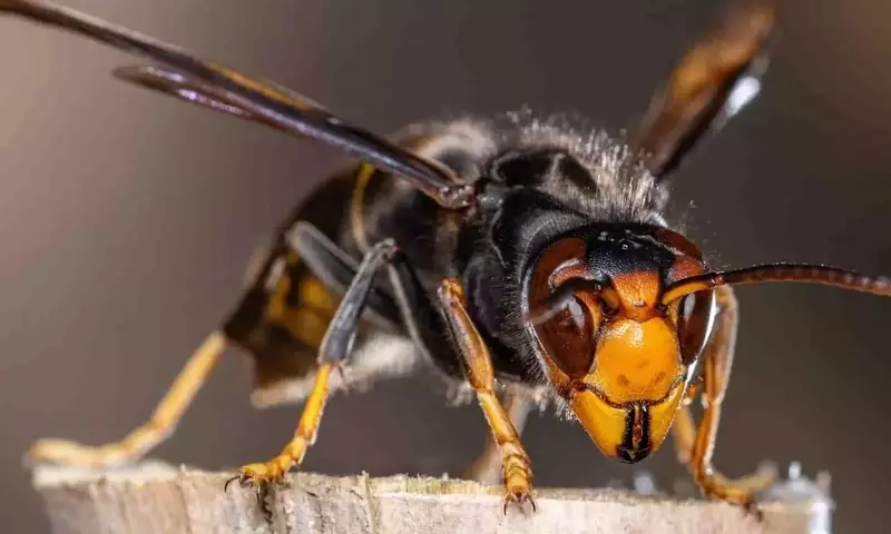 La Avispa Asiática: Una Amenaza Creciente para la Apicultura Alemana y la Biodiversidad Europea