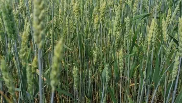 La sequía en Alemania: un desafío doble para los cultivos de cereales