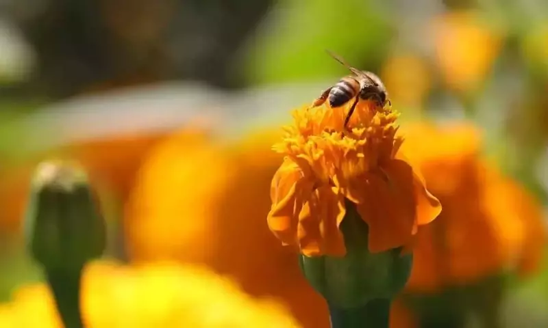 La Lucha de México Contra el Ácaro Varroa para Proteger la Apicultura