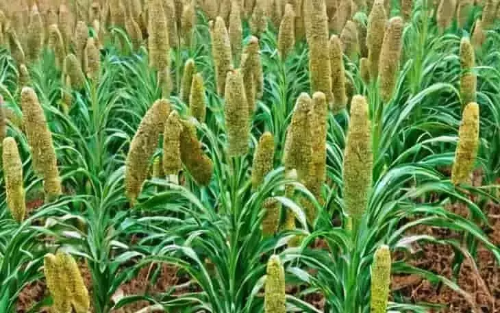 El Mijo Emerge Como Solución Agrícola Clave Ante la Sequía y la Necesidad de Alimento Animal