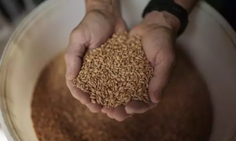 Mallorca Redescubre sus Raíces Agrícolas: El Resurgimiento de los Cereales Tradicionales
