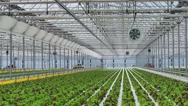 Invernaderos Hidropónicos con Residuos Textiles: Innovación para la Eficiencia Energética en la Agricultura Tunecina