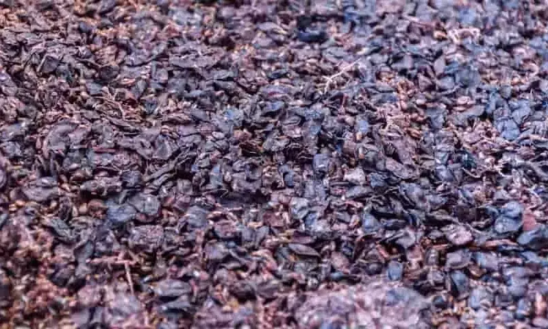 Transformación de Orujo de Uva en Alimento Ganadero: Un Enfoque Circular en Castilla-La Mancha