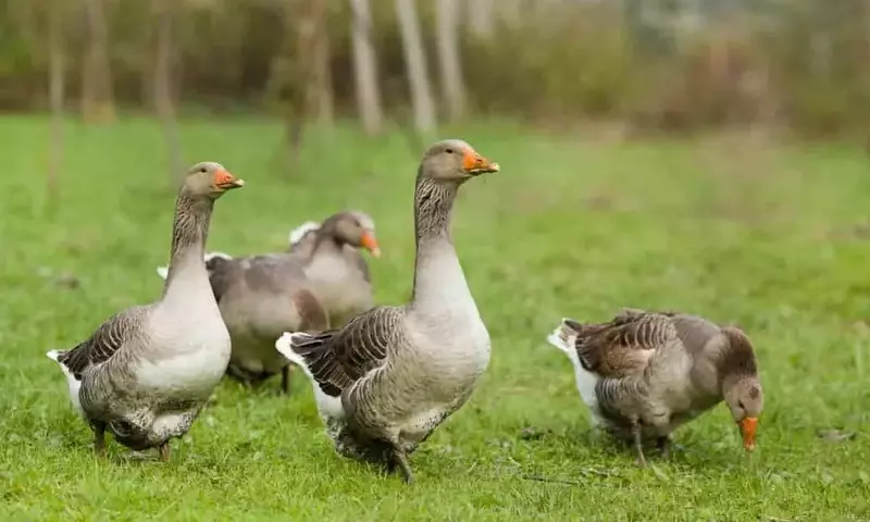Innovación Canadiense: Residuos de Ganso Transformados en Fertilizante y Proteína