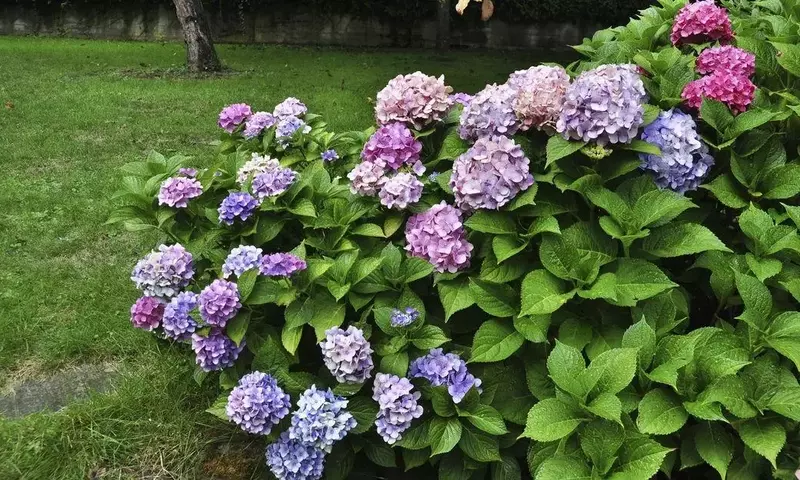 Secretos para la Floración Abundante de tus Hortensias
