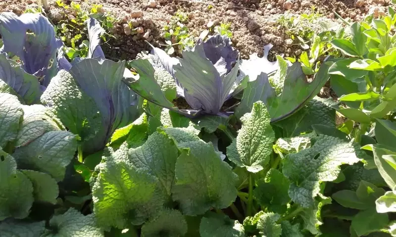 Mejora tu huerto: El poder de la asociación de ajos, cebollas y puerros para una cosecha ecológica