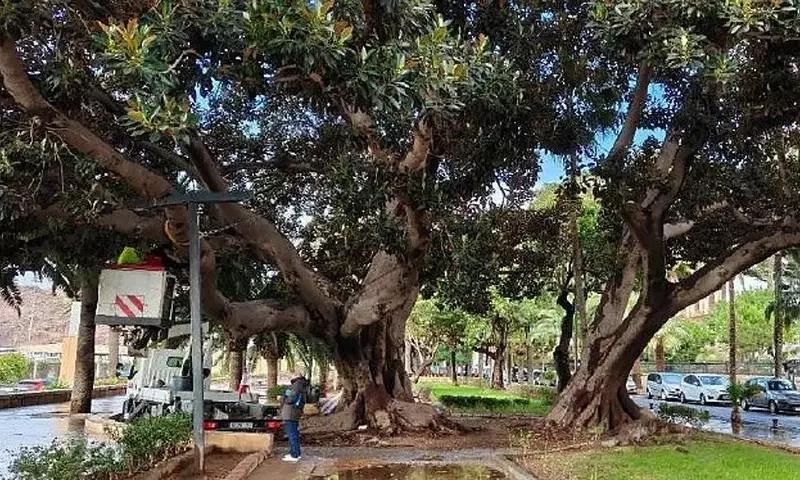 Almería Refuerza la Estabilidad de sus Ficus Monumentales en el Parque Nicolás Salmerón