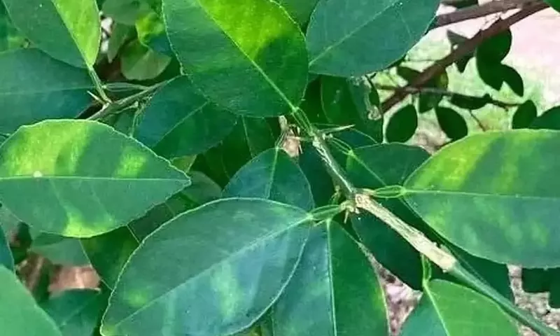 Alerta Crítica: Plaga de Clorosis Nerval Devasta Limoneros en la Comunidad Valenciana