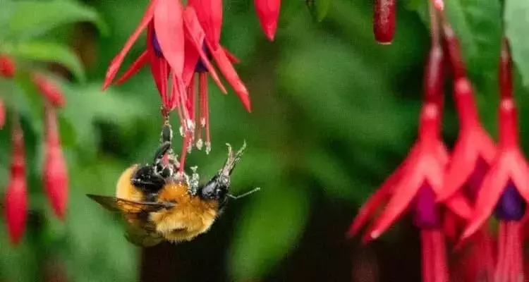 Chile: Abejorro Gigante al Borde de la Extinción por Medidas Sanitarias