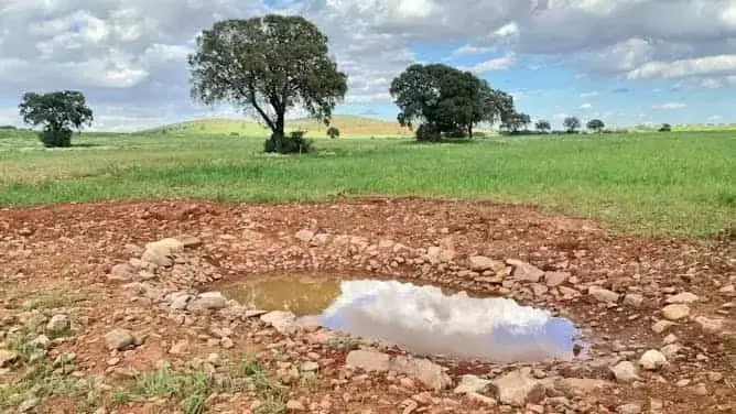 Reverdeciendo el campo: Estrategias de renaturalización agrícola para la adaptación climática