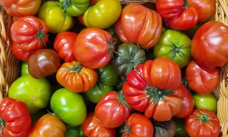 La Resurrección del Tomate Ancestral: Un Viaje a Través del Sabor Perdido