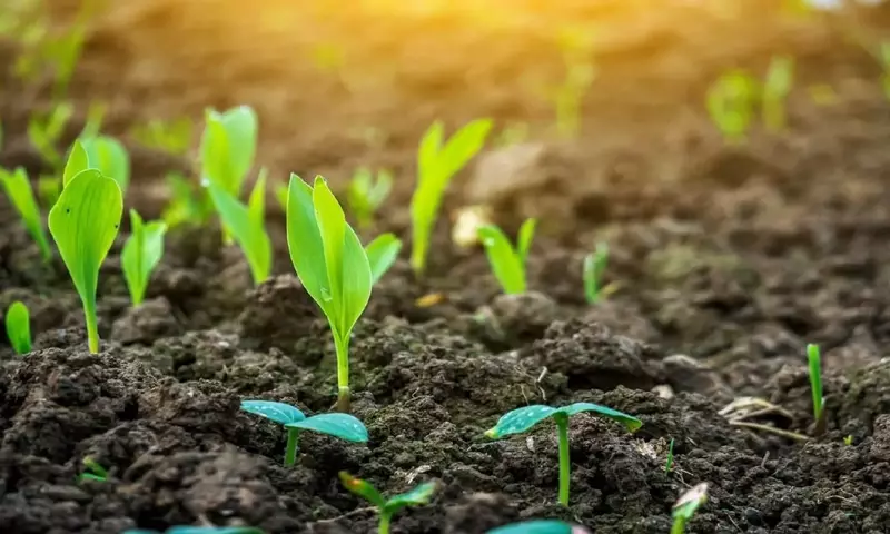 Mejorando la Productividad Agrícola con Bioestimulantes