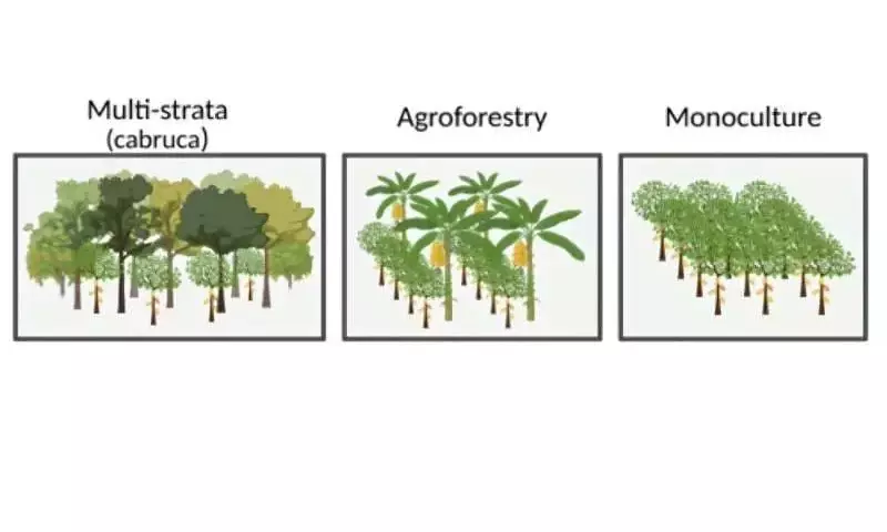 El cultivo de cacao en selvas tropicales: Un aliado para el suelo y el clima
