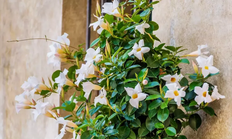 Jardines Resilientes: Flores que Desafían el Verano con Poca Agua y Mucho Sol