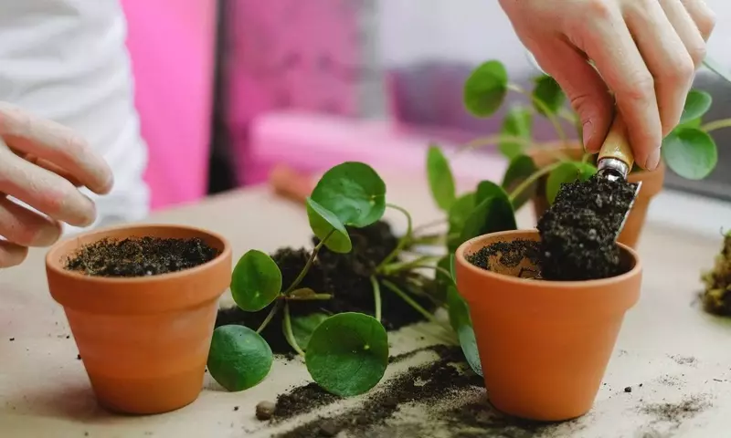 Dominando el Trasplante: Evita Errores Comunes y Revitaliza tus Plantas